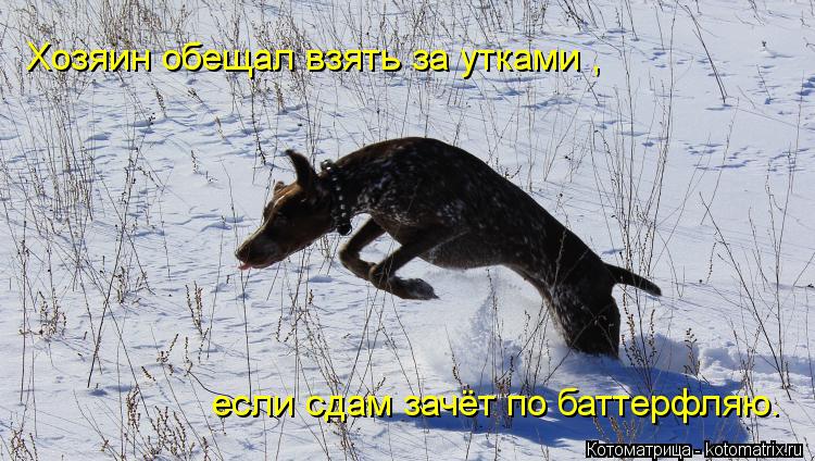 Хозяин обещал взять за утками , если сдам зачёт по баттерфляю.... Котоматрица: Хозяин обещал взять за утками , если сдам зачёт по баттерфляю.