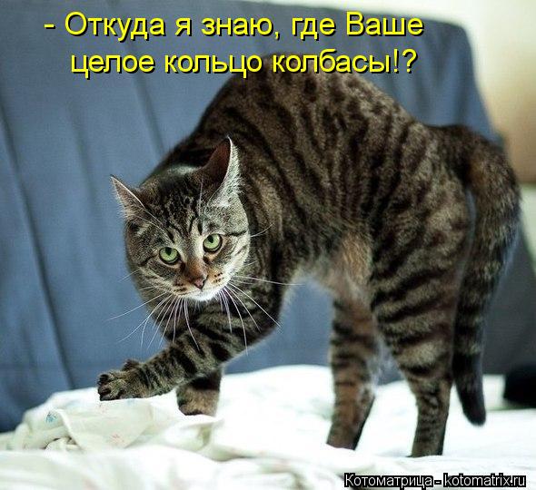 Котоматрица: - Откуда я знаю, где Ваше  целое кольцо колбасы!?