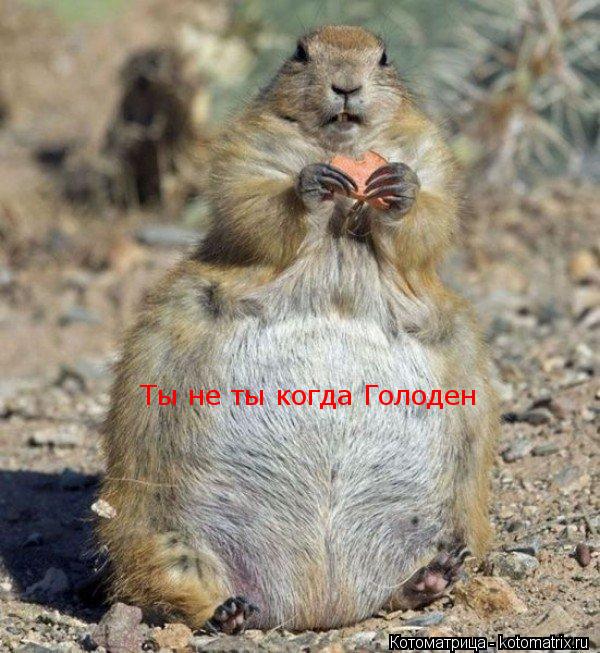Ты не ты когда Голоден... Котоматрица: Ты не ты когда Голоден