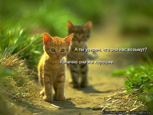 А ты уверен, что они нас возьмут? Конечно они же хорошие.... Котоматрица: А ты уверен, что они нас возьмут? Конечно они же хорошие.