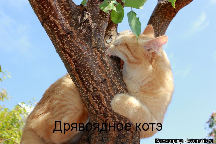 Дрявоядное котэ... Котоматрица: Дрявоядное котэ