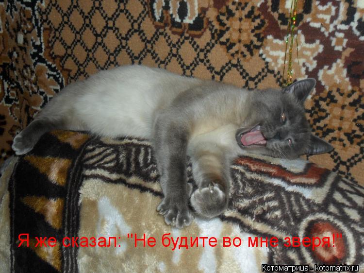 Я же сказал: "Не будите во мне зверя!"... Котоматрица: Я же сказал: "Не будите во мне зверя!"