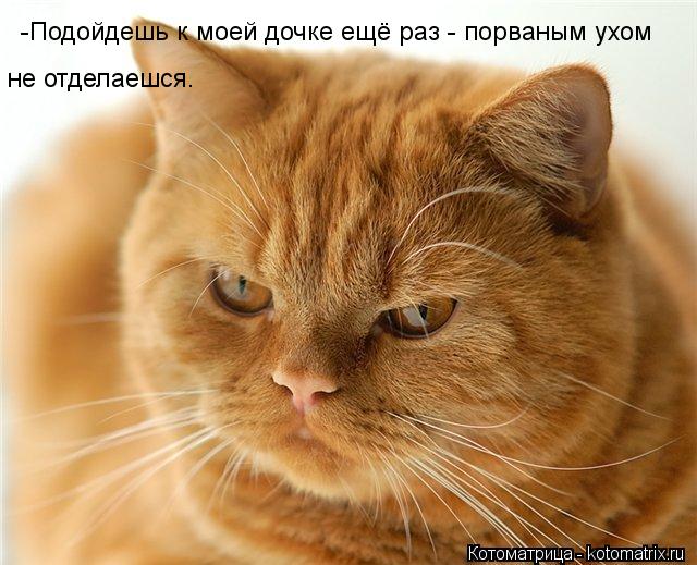 -Подойдешь к моей дочке ещё раз - порваным ухом не отделаешся.... Котоматрица: -Подойдешь к моей дочке ещё раз - порваным ухом не отделаешся.