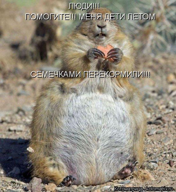 ЛЮДИ!!! ПОМОГИТЕ!!! МЕНЯ ДЕТИ ЛЕТОМ СЕМЕЧКАМИ ПЕРЕКОРМИЛИ!!!... Котоматрица: ЛЮДИ!!! ПОМОГИТЕ!!! МЕНЯ ДЕТИ ЛЕТОМ СЕМЕЧКАМИ ПЕРЕКОРМИЛИ!!!