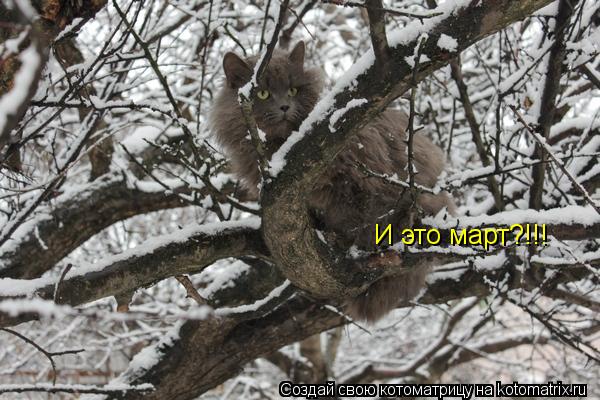 И это март?!!!... Котоматрица: И это март?!!!