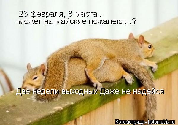 23 февраля, 8 марта... -может на майские пожалеют...? Две недели выходных.Даже не надейся.... Котоматрица: 23 февраля, 8 марта... -может на майские пожалеют...? Две недели выходных.Даже не надейся.