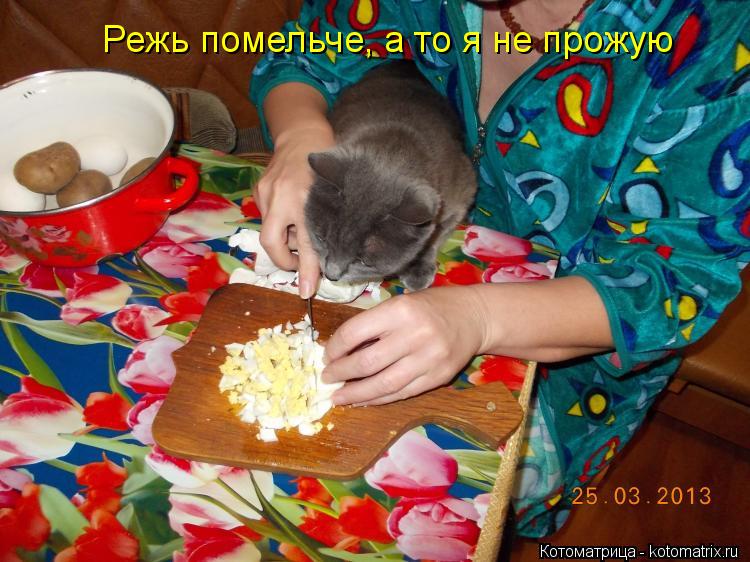 Режь помельче, а то я не прожую... Котоматрица: Режь помельче, а то я не прожую