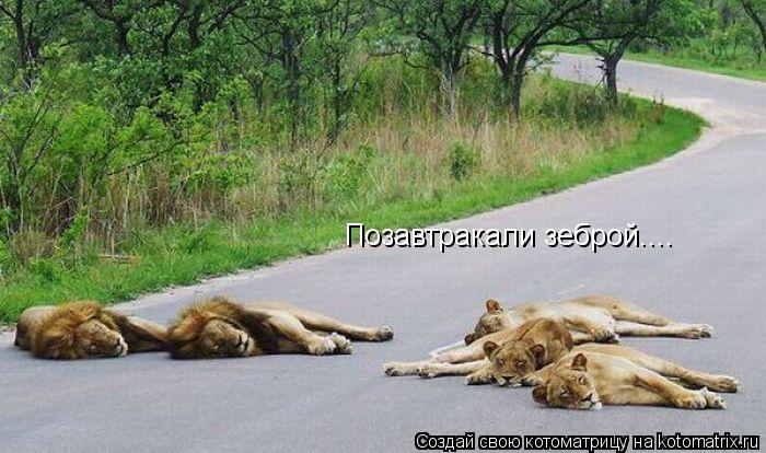 Позавтракали зеброй....... Котоматрица: Позавтракали зеброй....