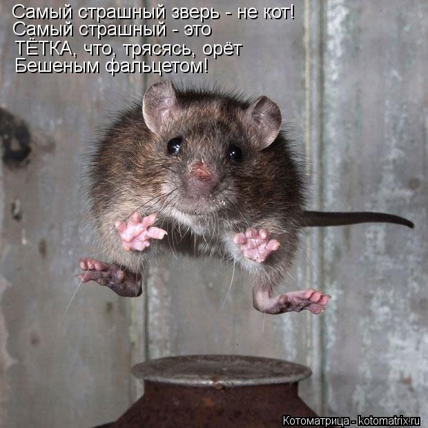 Самый страшный зверь - не кот! Самый страшный - это ТЁТКА, что, трясясь, орёт Бешеным фальцетом!... Котоматрица: Самый страшный зверь - не кот! Самый страшный - это ТЁТКА, что, трясясь, орёт Бешеным фальцетом!
