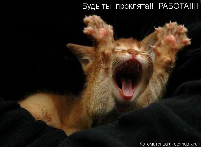 Будь ты проклята!!! РАБОТА!!!!... Котоматрица: Будь ты проклята!!! РАБОТА!!!!