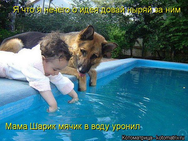 Мама Шарик мячик в воду уронил Я что я нечего о идея довай ныряй за ним... Котоматрица: Мама Шарик мячик в воду уронил Я что я нечего о идея довай ныряй за ним