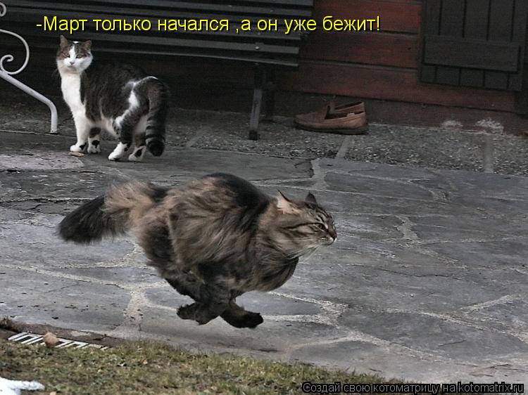 -Март только начался ,а он уже бежит!... Котоматрица: -Март только начался ,а он уже бежит!