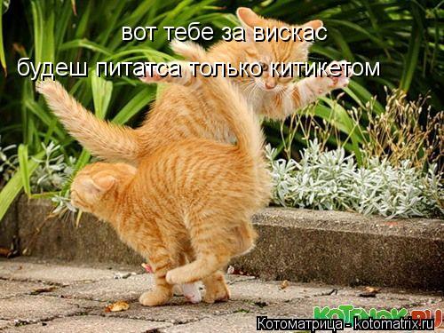 вот тебе за вискас будеш питатса только китикетом... Котоматрица: вот тебе за вискас будеш питатса только китикетом