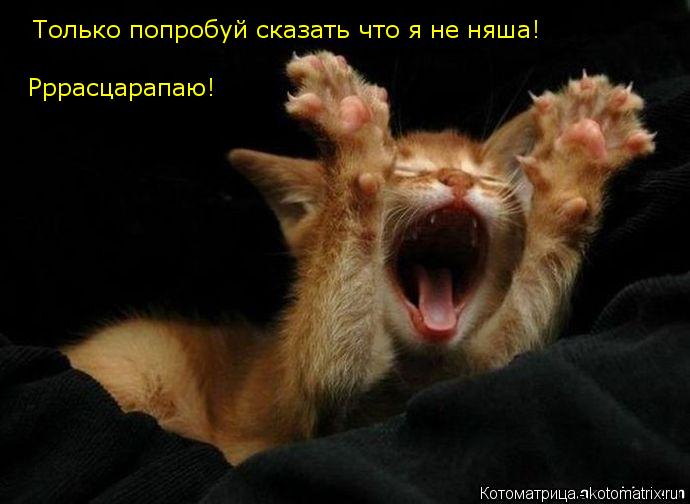 Только попробуй сказать что я не няша! Рррасцарапаю!... Котоматрица: Только попробуй сказать что я не няша! Рррасцарапаю!
