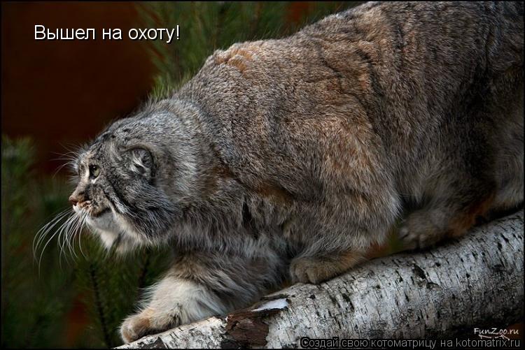 Вышел на охоту!... Котоматрица: Вышел на охоту!