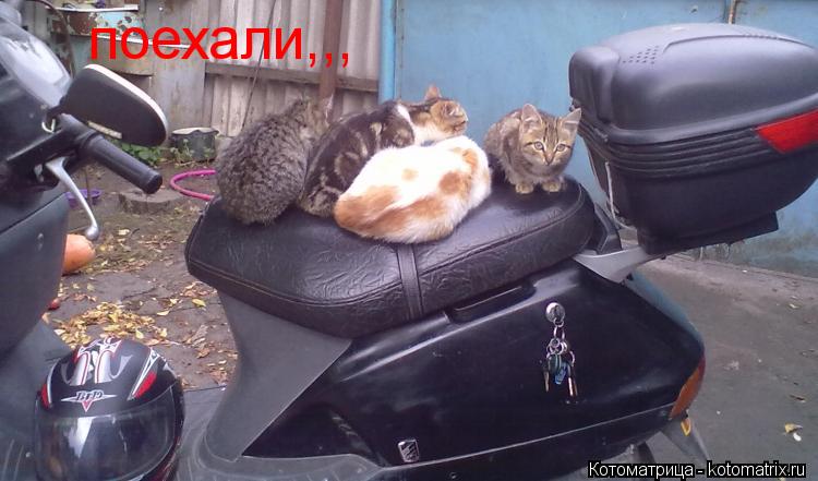 поехали,,,... Котоматрица: поехали,,,