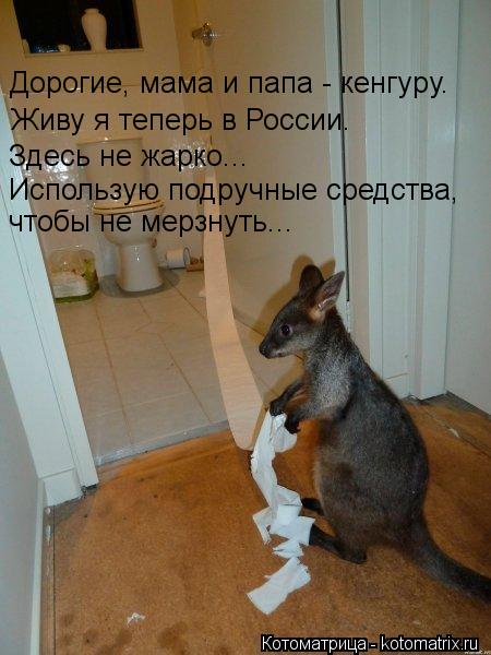 Дорогие, мама и папа - кенгуру. Живу я теперь в России. Здесь не жарко... Использую подручные средст... Котоматрица: Дорогие, мама и папа - кенгуру. Живу я теперь в России. Здесь не жарко... Использую подручные средства, чтобы не мерзнуть...