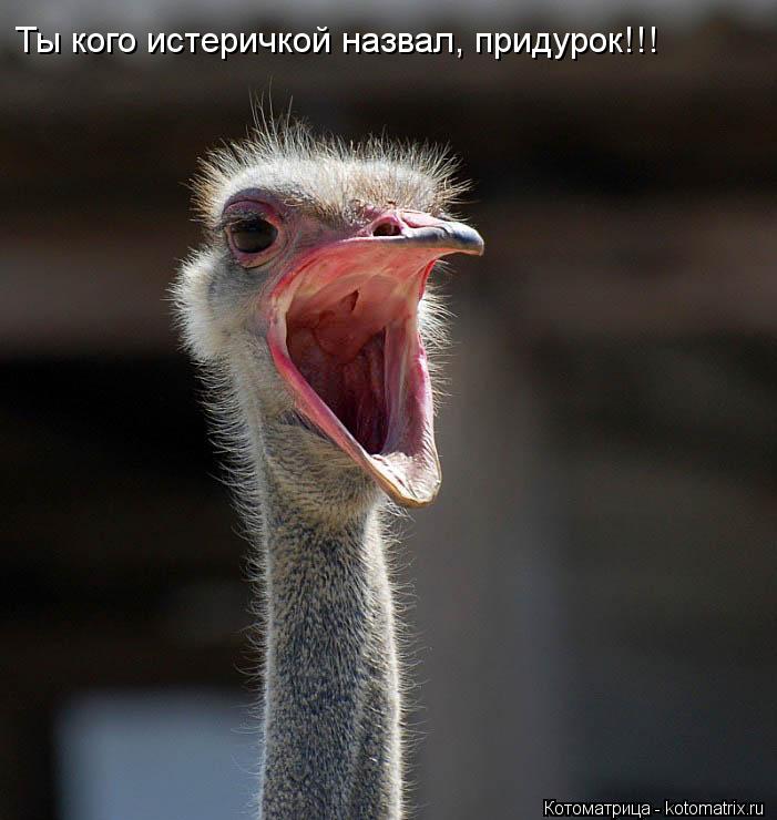 Ты кого истеричкой назвал, придурок!!!... Котоматрица: Ты кого истеричкой назвал, придурок!!!