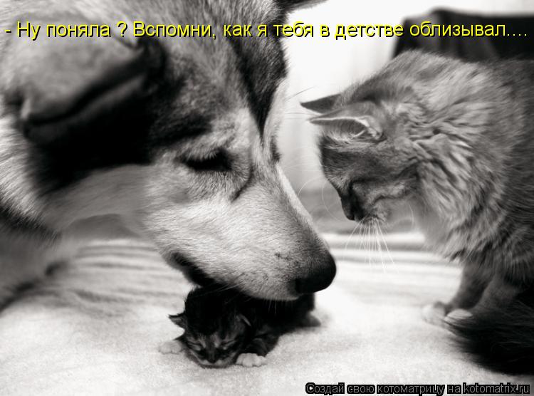 - Ну поняла ? Вспомни, как я тебя в детстве облизывал....... Котоматрица: - Ну поняла ? Вспомни, как я тебя в детстве облизывал....