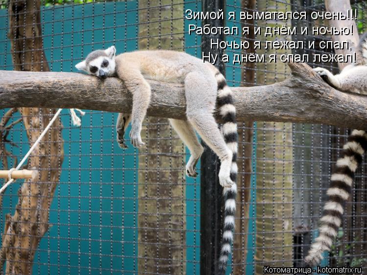 Зимой я выматался очень!!! Работал я и днём и ночью! Ночью я лежал и спал, Ну а днём я спал лежал!... Котоматрица: Зимой я выматался очень!!! Работал я и днём и ночью! Ночью я лежал и спал, Ну а днём я спал лежал!