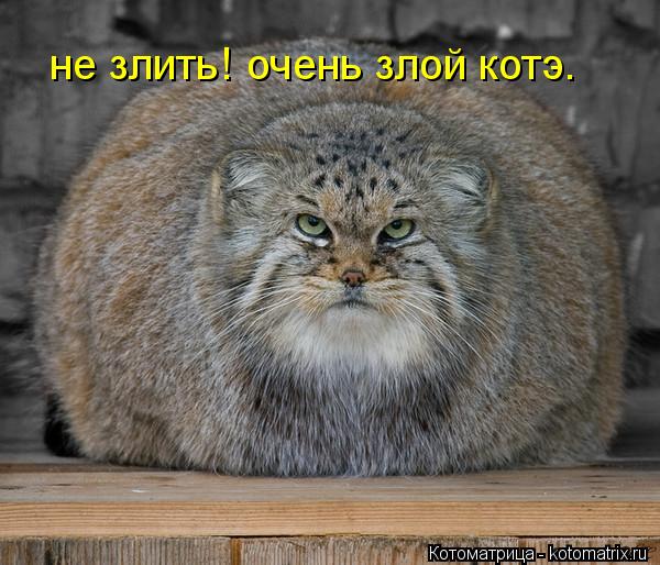 не злить! очень злой котэ.... Котоматрица: не злить! очень злой котэ.