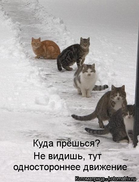 Куда прёшься? Не видишь, тут одностороннее движение... Котоматрица: Куда прёшься? Не видишь, тут одностороннее движение
