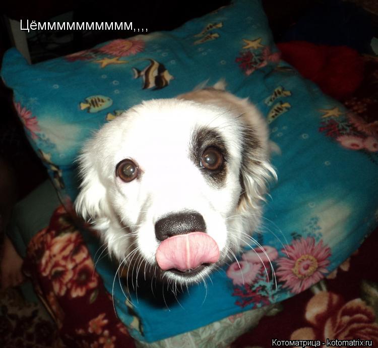 Цёмммммммммм,,,,... Котоматрица: Цёмммммммммм,,,,