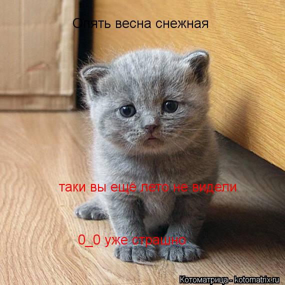 Опять весна снежная таки вы ещё лето не видели 0_0 уже страшно... Котоматрица: Опять весна снежная таки вы ещё лето не видели 0_0 уже страшно