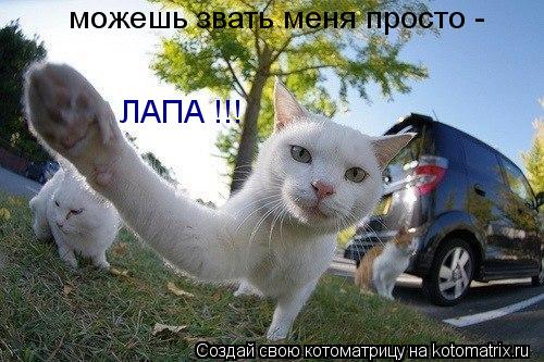 можешь звать меня просто - ЛАПА !!!... Котоматрица: можешь звать меня просто - ЛАПА !!!