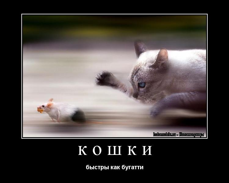 кошки быстры как бугатти... Котоматрица: кошки быстры как бугатти