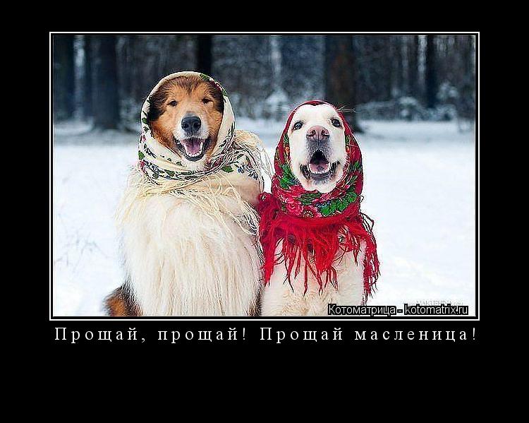 Прощай, прощай! Прощай масленица! ... Котоматрица: Прощай, прощай! Прощай масленица!
