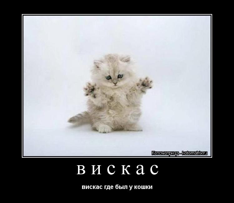 вискас вискас где был у кошки... Котоматрица: вискас вискас где был у кошки
