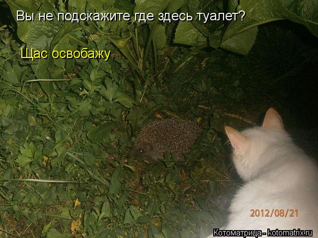 Котоматрица: Вы не подскажите где здесь туалет? Щас освобажу