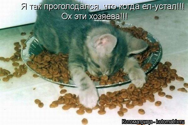 Я так проголодался, что когда ел-устал!!! Ох эти хозяева!!!... Котоматрица: Я так проголодался, что когда ел-устал!!! Ох эти хозяева!!!
