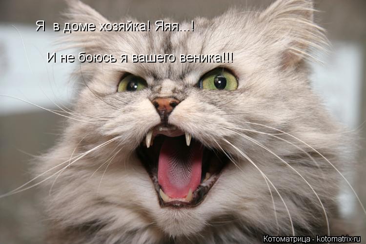 Я в доме хозяйка! Яяя...! И не боюсь я вашего веника!!!... Котоматрица: Я в доме хозяйка! Яяя...! И не боюсь я вашего веника!!!