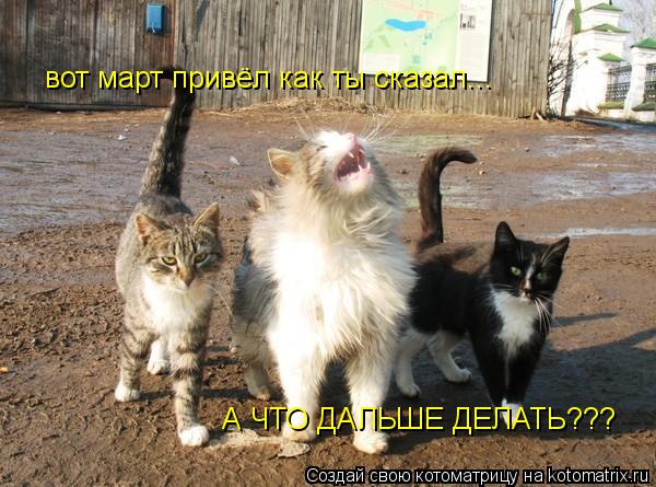 вот март привёл как ты сказал... А ЧТО ДАЛЬШЕ ДЕЛАТЬ???... Котоматрица: вот март привёл как ты сказал... А ЧТО ДАЛЬШЕ ДЕЛАТЬ???