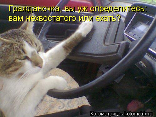 Гражданочка, вы уж определитесь: вам нехвостатого или ехать?... Котоматрица: Гражданочка, вы уж определитесь: вам нехвостатого или ехать?