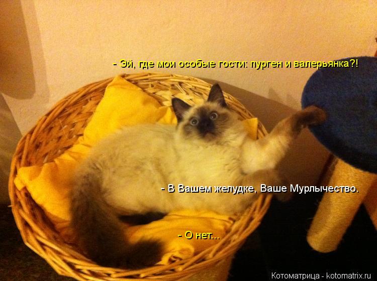 - Эй, где мои особые гости: пурген и валерьянка?! - В Вашем желудке, Ваше Мурлычество. - О нет...... Котоматрица: - Эй, где мои особые гости: пурген и валерьянка?! - В Вашем желудке, Ваше Мурлычество. - О нет...