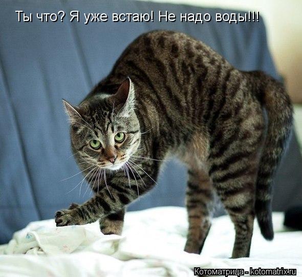 Ты что? Я уже встаю! Не надо воды!!!... Котоматрица: Ты что? Я уже встаю! Не надо воды!!!