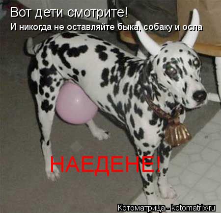 Вот дети смотрите! И никогда не оставляйте быка, собаку и осла НАЕДЕНЕ!... Котоматрица: Вот дети смотрите! И никогда не оставляйте быка, собаку и осла НАЕДЕНЕ!