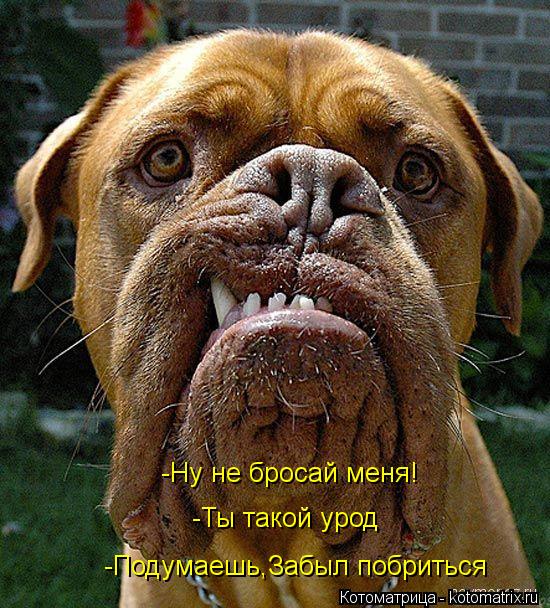 Котоматрица: -Ну не бросай меня! -Ты такой урод -Подумаешь,Забыл побриться