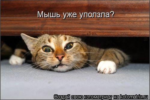 Мышь уже уползла?... Котоматрица: Мышь уже уползла?