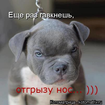 Котоматрица: Еще раз гавкнешь, отгрызу нос... )))