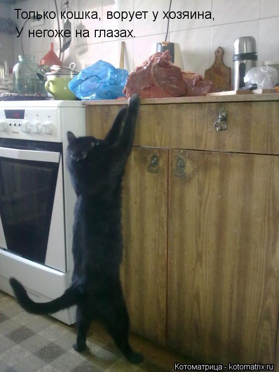 Только кошка, ворует у хозяина, У негоже на глазах.... Котоматрица: Только кошка, ворует у хозяина, У негоже на глазах.