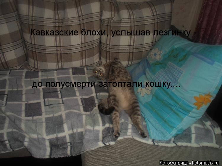 Кавказские блохи, услышав лезгинку - до полусмерти затоптали кошку....... Котоматрица: Кавказские блохи, услышав лезгинку - до полусмерти затоптали кошку....