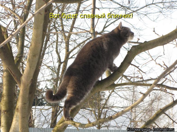 Вот будет славный блинчик!... Котоматрица: Вот будет славный блинчик!
