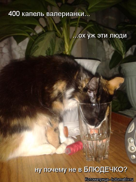Котоматрица: 400 капель валерианки... ...ох уж эти люди  ну почему не в БЛЮДЕЧКО?
