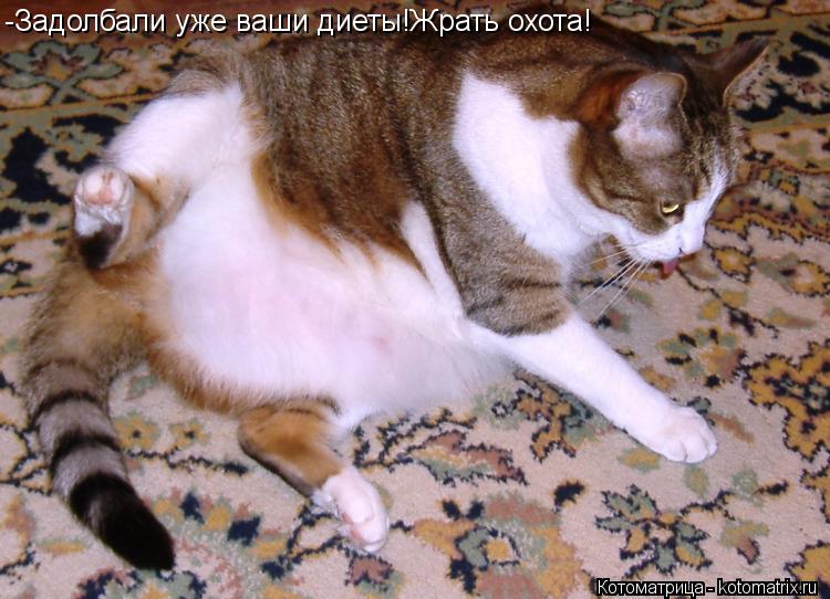Котоматрица: -Задолбали уже ваши диеты!Жрать охота!