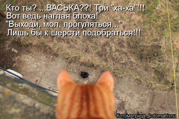 Кто ты? ...ВАСЬКА??! Три "ха-ха"!!! Вот ведь наглая блоха! "Выходи, мол, прогуляться..." Лишь бы к ше... Котоматрица: Кто ты? ...ВАСЬКА??! Три "ха-ха"!!! Вот ведь наглая блоха! "Выходи, мол, прогуляться..." Лишь бы к шерсти подобраться!!!