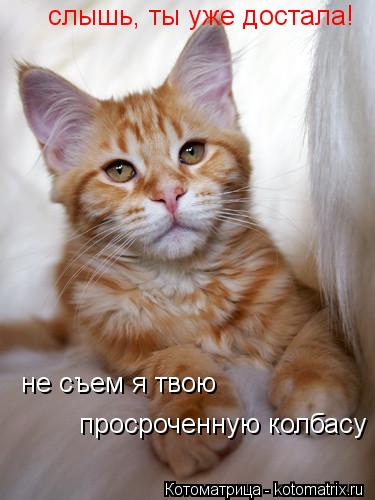 слышь, ты уже достала! не съем я твою просроченную колбасу... Котоматрица: слышь, ты уже достала! не съем я твою просроченную колбасу